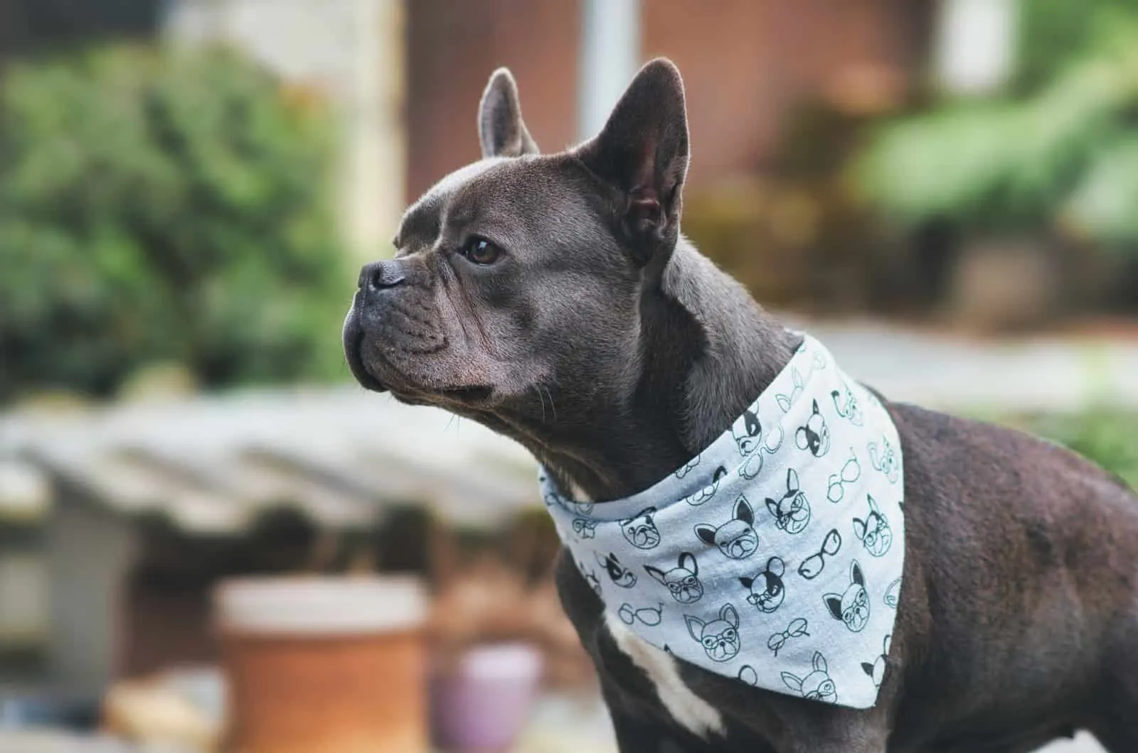 Brachycephalic dog standing outside