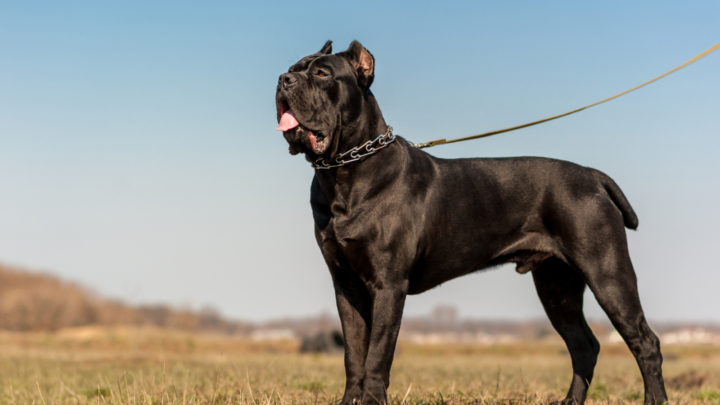 100+Cane Corso Names: Find A Perfect Name For Your Puppy