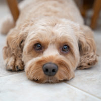 close up of cockapoo looking at camera