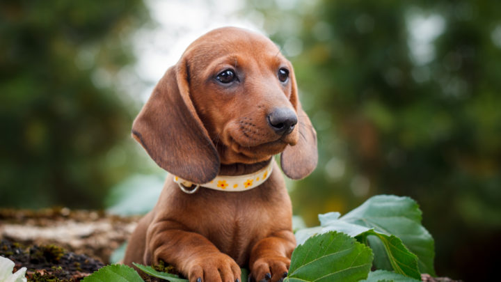 21 Dachshund Colors: A Guide On Picking The Right Coat Color