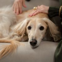 dog sitting on couch next to a woman