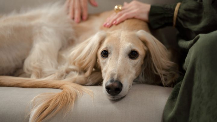 Do Dogs Get Period Cramps? All About Dogs In Heat