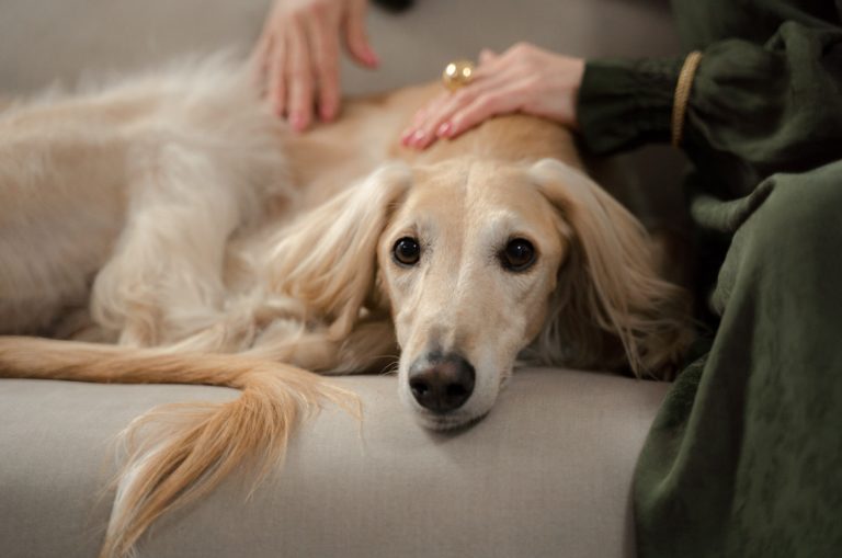 dog sitting on couch next to a woman