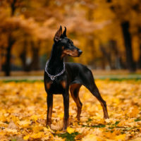 Doberman standing in park looking away