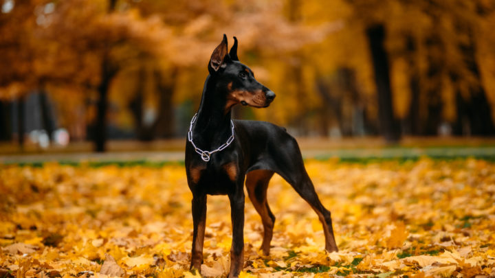 Doberman Colors: Explaining 9 Coat Color Options