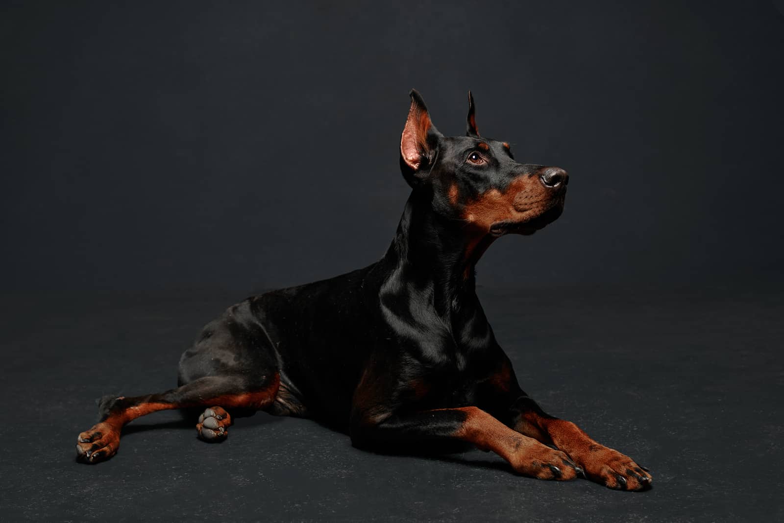 Doberman posing in studio with black background