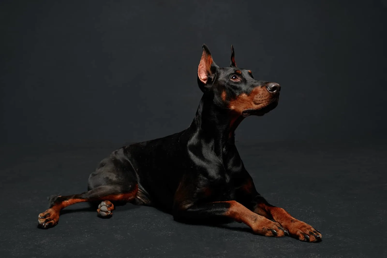 Doberman posing in studio with black background