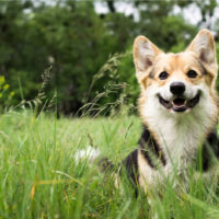 happy dog standing in grass outside