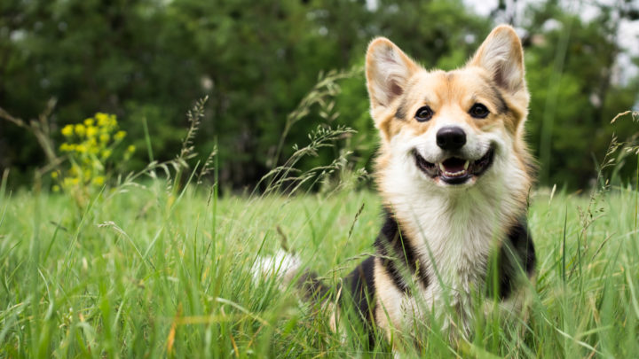100+ Beautiful Dog Captions For Instagram
