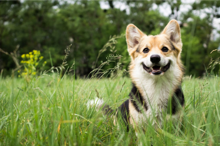 happy dog standing in grass outside