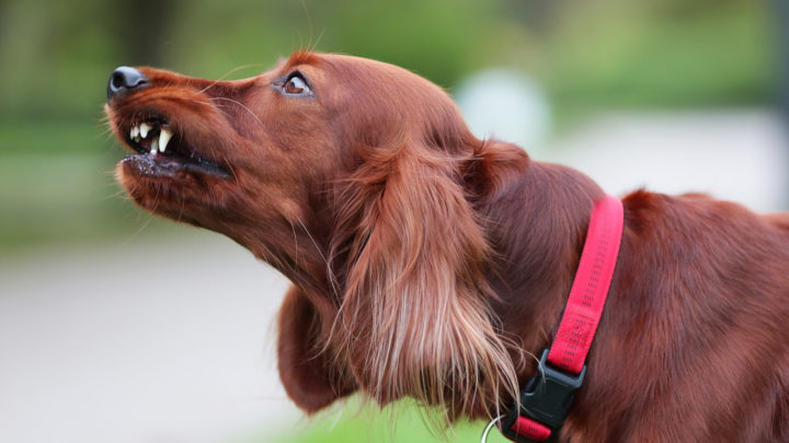 Dog Growling At Nothing: 3 Common Causes