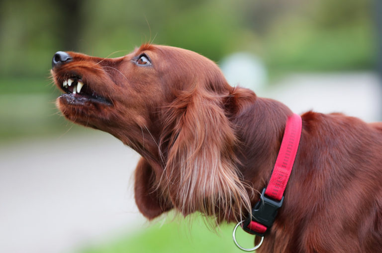 dog growling