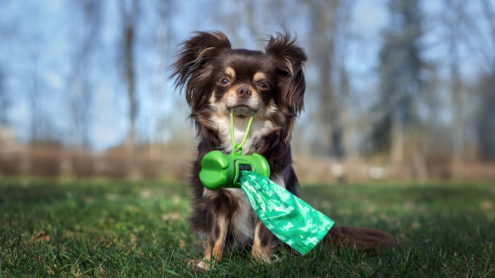 Dog Pooping In House: 5 Common Reasons And How To Stop It