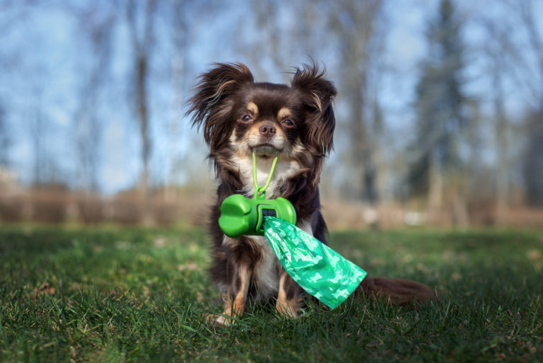 dog holding waste bags in her mouth