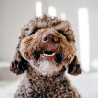 close up of brown dog
