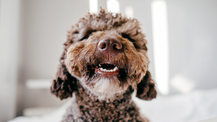 Dogs Eyes Rolling Back: 7 Causes For This Occurrence