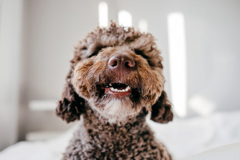 close up of brown dog