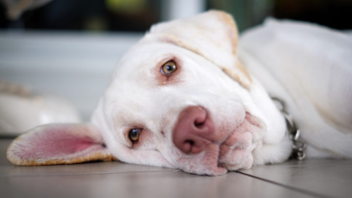 Dogs With Pink Noses – Is This Dangerous?