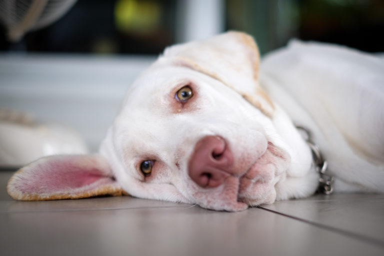 dog lying on floor looking at camera