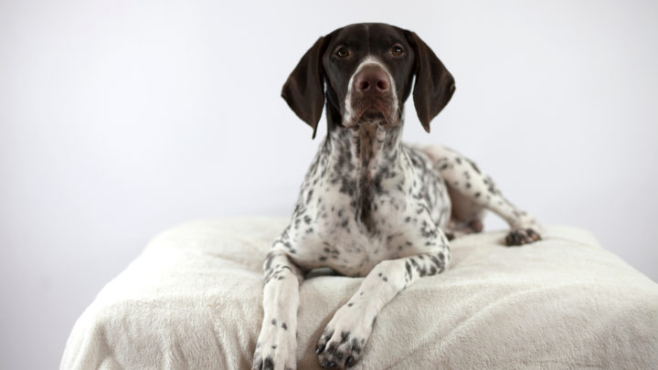 german shorthaired pointer liver and roan