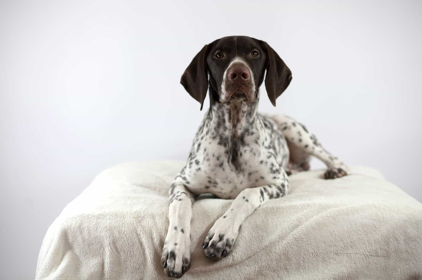 anyone have a german shorthaired pointer