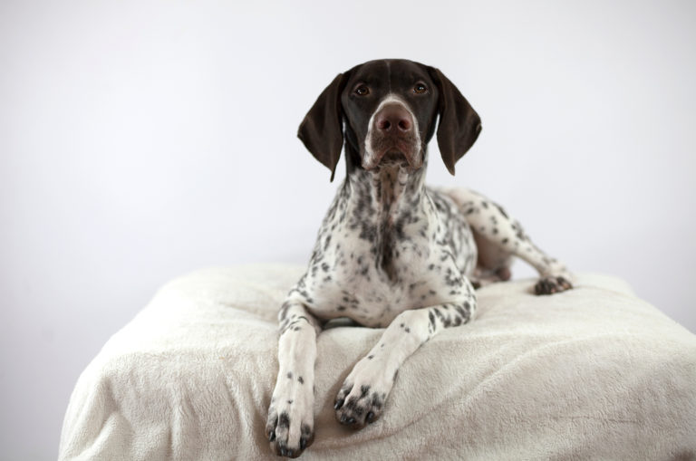 german shorthaired pointer