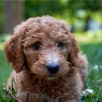 goldendoodle lying on grass outside