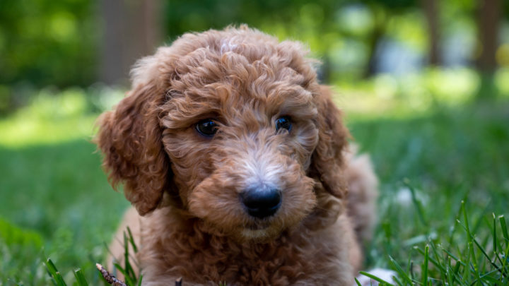Goldendoodle Names: Finding The Cutest Name Idea For Your Teddy Bear