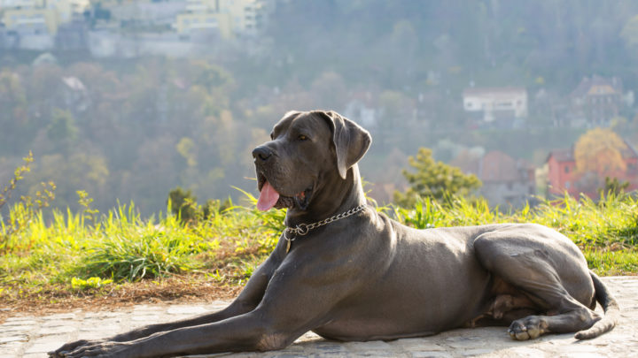 Great Dane Colors, Markings And Patterns – Which Ones Are Standard