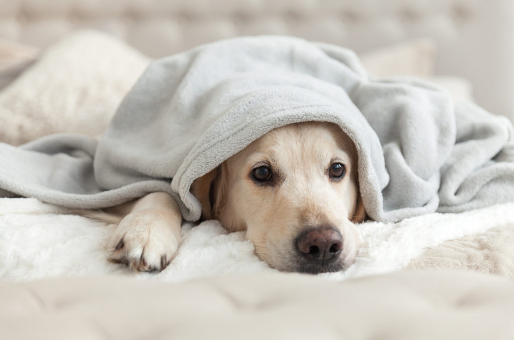 How Long Will My Dog Be In Pain After Neutering & How To Help It?