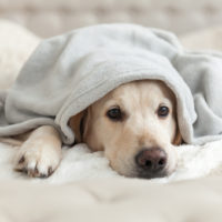 sad dog laying under blanket