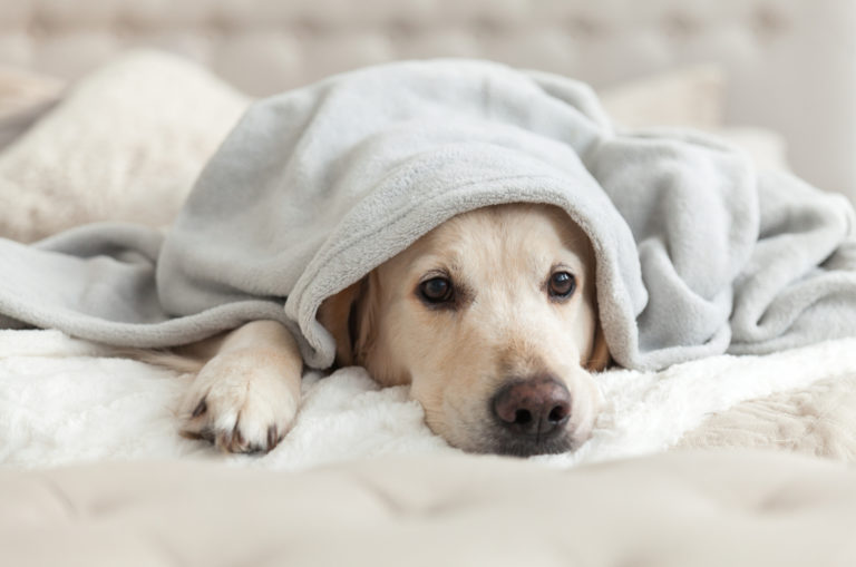 sad dog laying under blanket