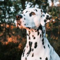 dalmatian in nature