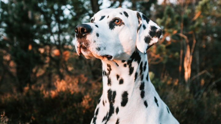 How Much Do Dalmatians Cost? Crunching Numbers