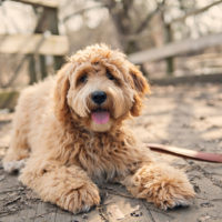 golden dog sitting outside