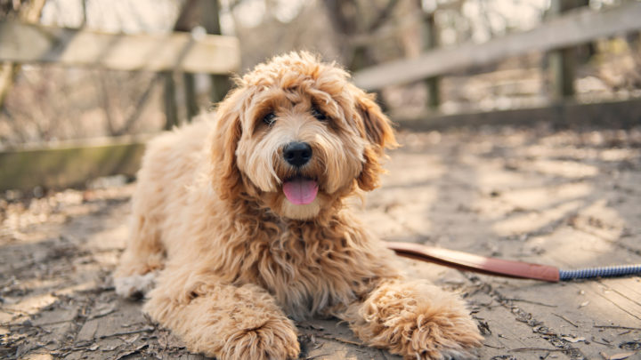 Labradoodle Names: The Doodliest Of Them All