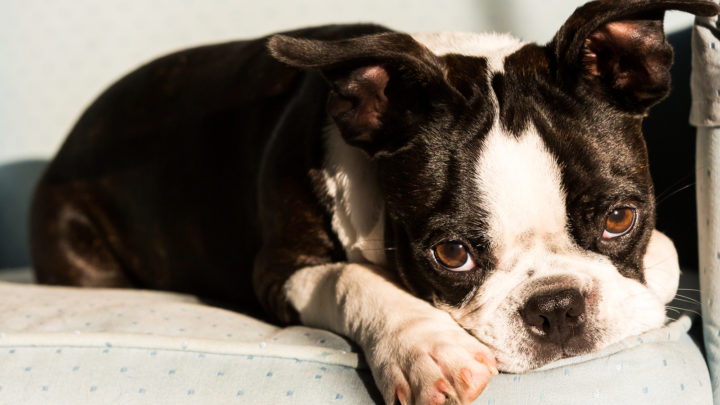Male Vs Female Boston Terrier – Which One Should You Choose?