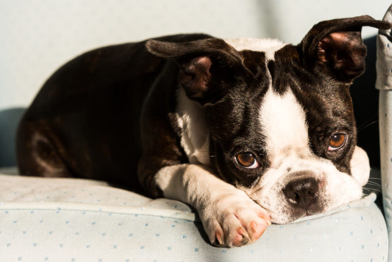 boston terrier