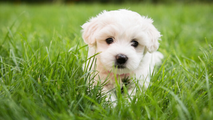4 Maltese Colors And Patterns You Didn’t Expect
