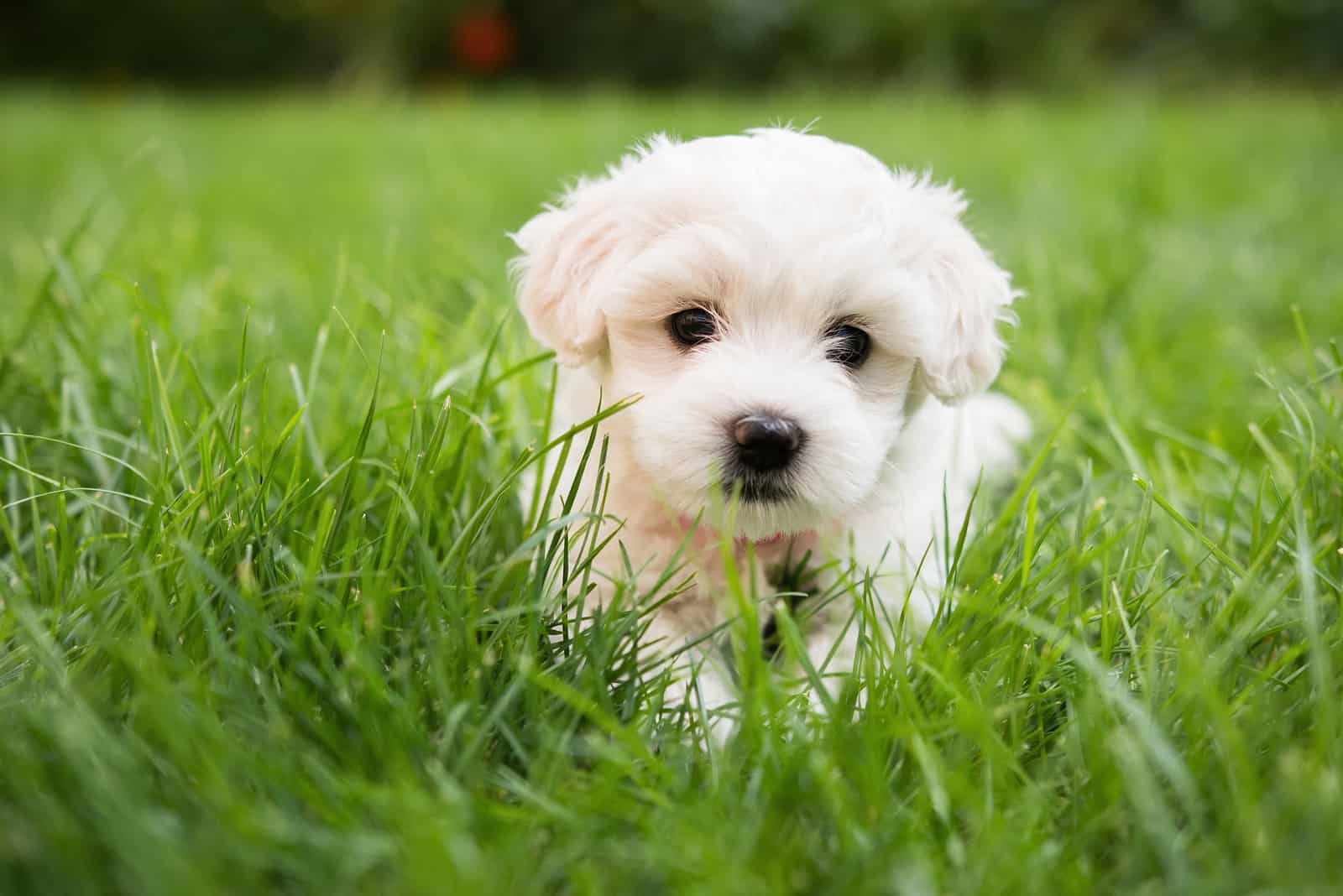maltese puppy lying in grass looking at camera