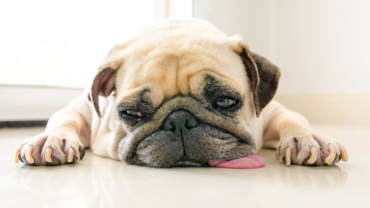 My Dog Is Gagging And Not Throwing Up: Six Possible Causes