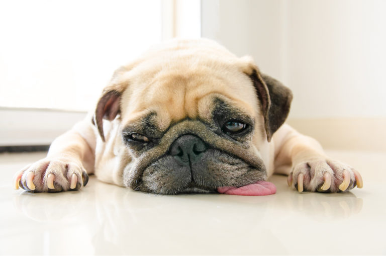 sad pug