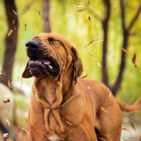 dog sneezing in woods
