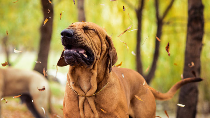My Dog Won’t Stop Sneezing: What It Means And How To Help