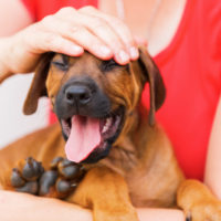 woman checking the dogs head