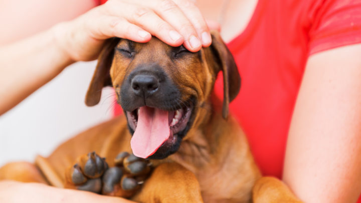 My Dog’s Head Is Hot: 4 Common Causes & How To Help