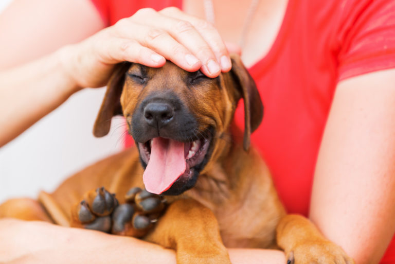 woman checking the dogs head