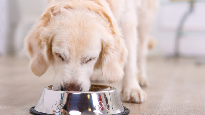 My Puppy Is Always Hungry – When To Stop Feeding