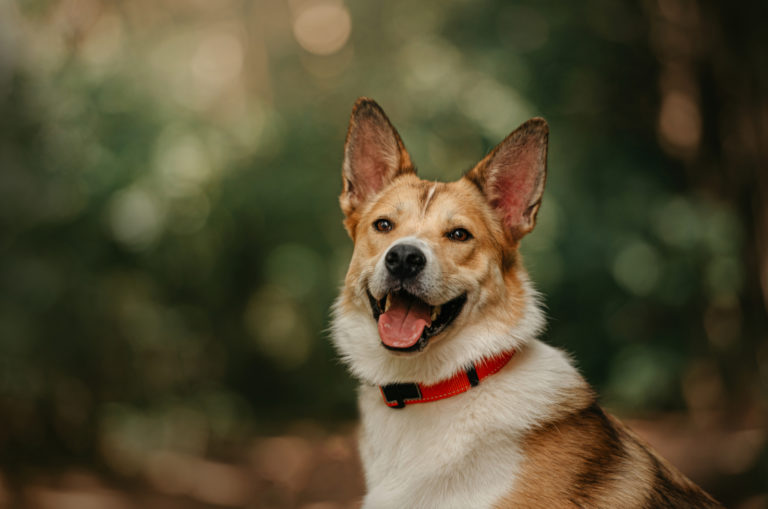 happy dog in nature