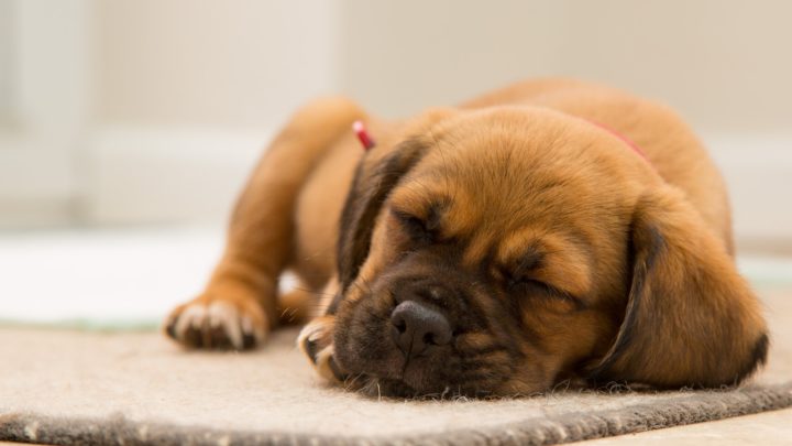 Puppy Snoring: 7 Causes And 4 Ways To Help